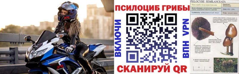 Псилоцибиновые грибы Cubensis  Балтийск 