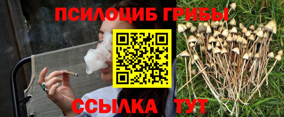 Галлюциногенные грибы Psilocybe Балтийск