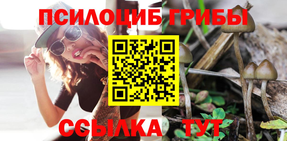 Псилоцибиновые грибы прущие грибы  Балтийск 